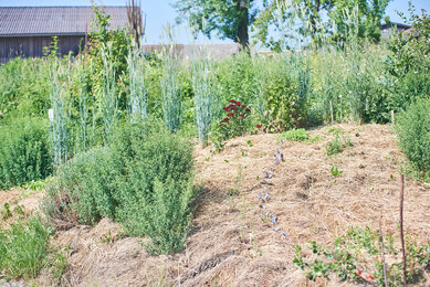 Ansicht vom Permakulturgarten des Bio-Bauernhof Frei-Hof | © SONNENTOR Schrägstrich @nudlholz.at