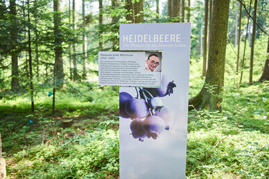 Info-Schild zur Heidelbeere am Kräuterwanderweg | © SONNENTOR/@nudlholz.at