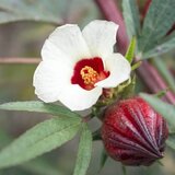 Foto einer SONNENTOR Hibiskus Blüte mit Frucht