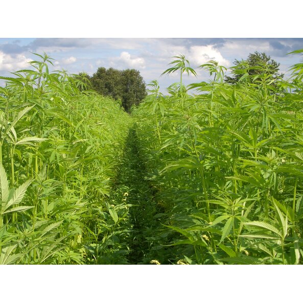 Hanf_Feld_Bauerntour, neue MA, FR-Interessenten, Kunden - Juli 2009.jpg