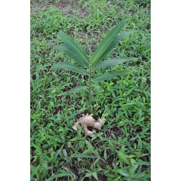 Photo of a ginger plant and a ginger bulb.