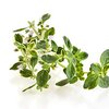 Oregano bio