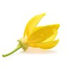 Ylang Ylang bio ätherisches Öl