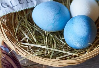 Auf dem Foto sieht man blaue und weiße Ostereier in einem Nest liegen. Daneben sieht man Rotkraut. | © SONNENTOR