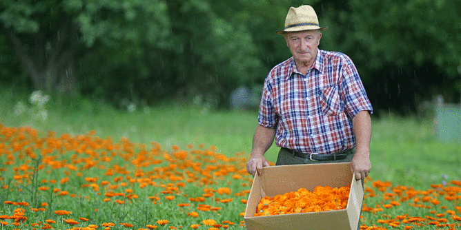 Auf dem Foto sieht man einen Bauern in einem Ringelblumenfeld. Er hält eine Kiste mit Ringelblumen in den Händen. | © SONNENTOR