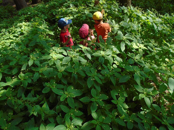 Auf dem Foto sieht man drei Kinder beim Spielen im Gebüsch. | © SONNENTOR