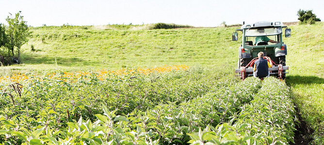 Auf dem Foto ist ein Traktor zu sehen, der über ein Feld fährt. | © SONNENTOR