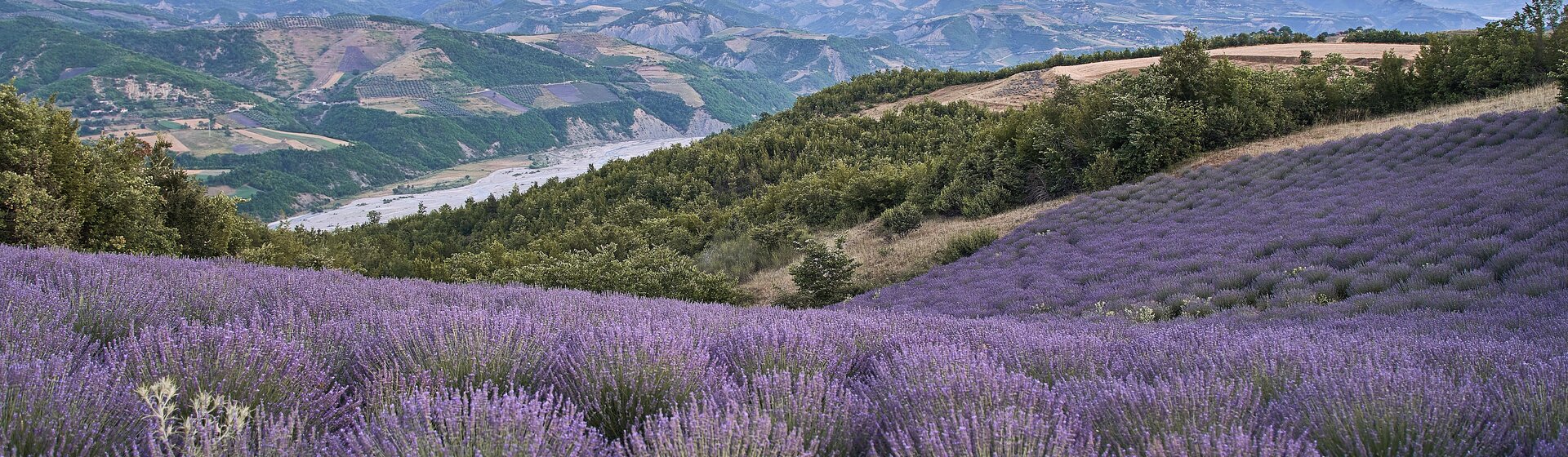 Auf dem Foto ist ein Lavendelfeld in Albanien zu sehen. Hinter dem Feld sieht man die schöne bergige Landschaft. | © SONNENTOR