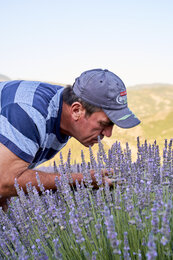 Auf dem Foto ist ein Lavendelbauer zu sehen, der gerade am frischem Lavendel riecht. | © SONNENTOR