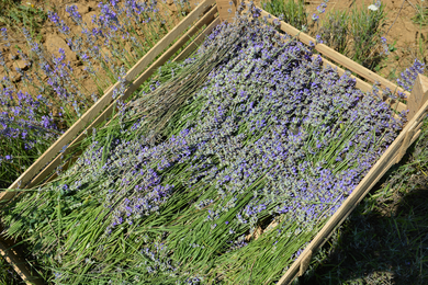 Lavendel geerntet | © SONNENTOR