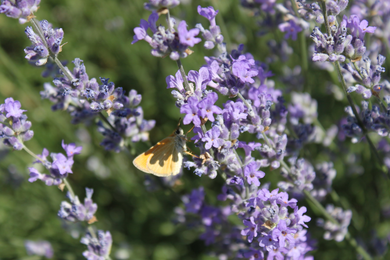 Schmetterling | © SONNENTOR