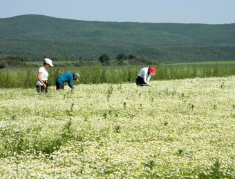 Auf dem Foto sind Bauern aus Kosovo beim Arbeiten am Feld zu sehen. | © SONNENTOR