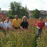 Unsere Bauern und Bäuerinnen im Goldmelissen-Feld | © SONNENTOR