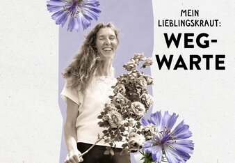 Das Bild zeigt Maria Schmidt zwischen Wegwarten und den Schriftzug "Mein Lieblingskraut: Wegwarte" | © SONNENTOR