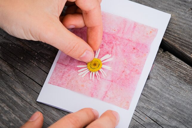 Auf dem Foto ist eine Grußkarte mit Teebeutelpapier zu sehen. Darauf wird ein Gänseblümchen geklebt. | © SONNENTOR