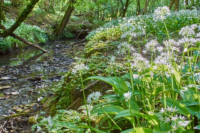 Auf dem Foto sieht man frischen Bärlauch in der Natur. | © SONNENTOR