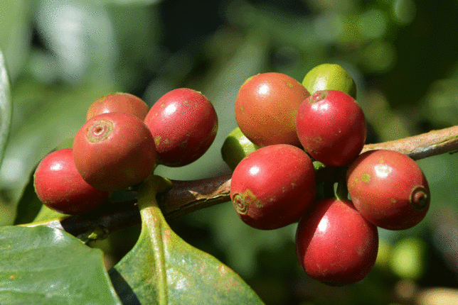 Auf dem Foto sind rote Kaffeekirschen zu sehen. | © SONNENTOR