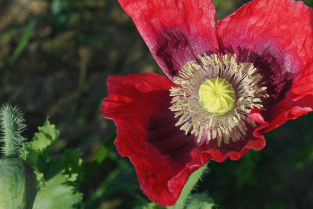 Auf dem Foto ist eine Mohnblüte zu sehen. | © SONNENTOR