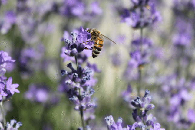 Auf dem Foto ist ein Lavendelfeld zu sehen. Auf einer Lavendelblüte ist eine Biene zu sehen. | © SONNENTOR