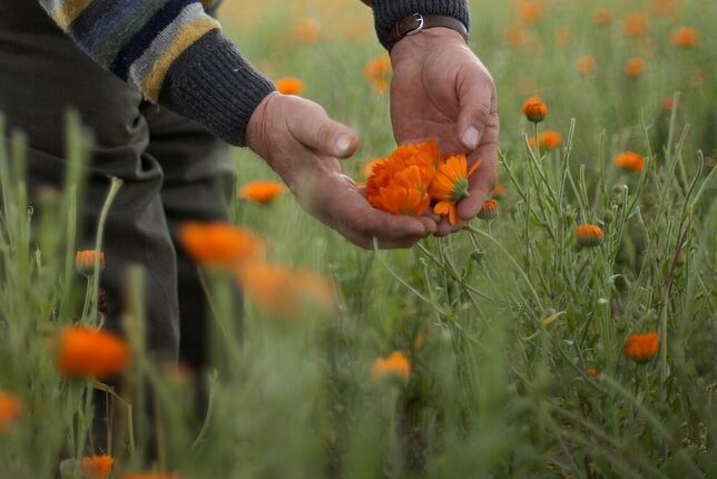 Auf dem Foto sind Ringelblumen zu sehen. Ein Mann hält eine Blüte in den Händen. | © SONNENTOR