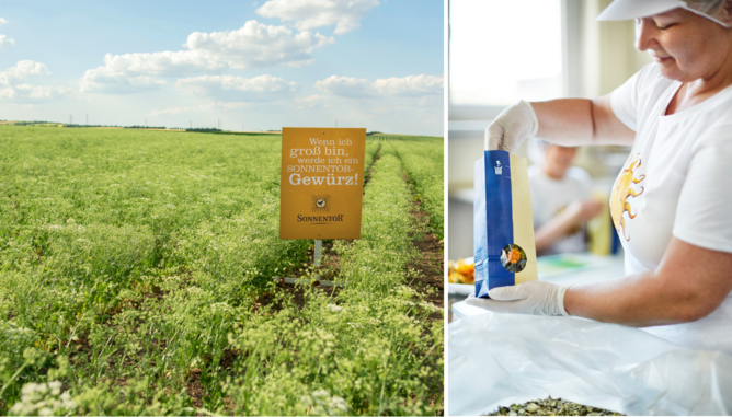 Auf dem Foto sieht man ein Feld und auf dem anderen Foto sieht man eine Sonnentor Mitarbeiterin beim Verpacken des Tees. | © SONNENTOR