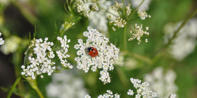 Auf dem Foto sieht man eine Pflanze mit einem Marienkäfer darauf. | © SONNENTOR